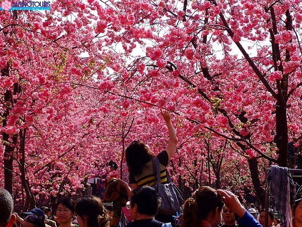 Những điểm du xuân thú vị của Trung Quốc